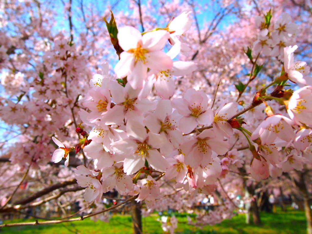 cherry-blossom-petals
