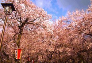 cherry-blossomns-in-full-bloom